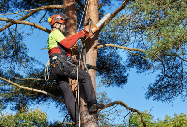 tree pruning East Palo Alto ca