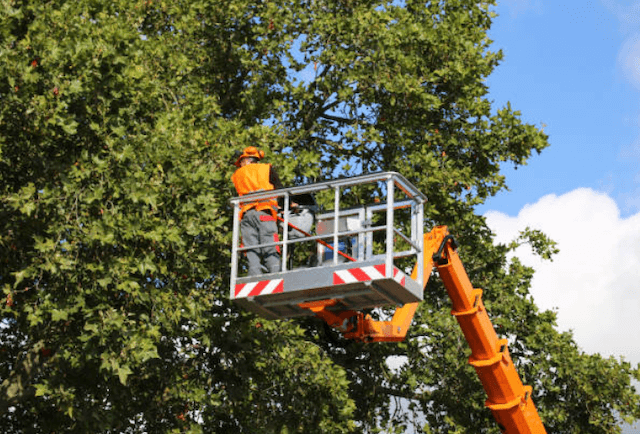 tree trimming san mateo