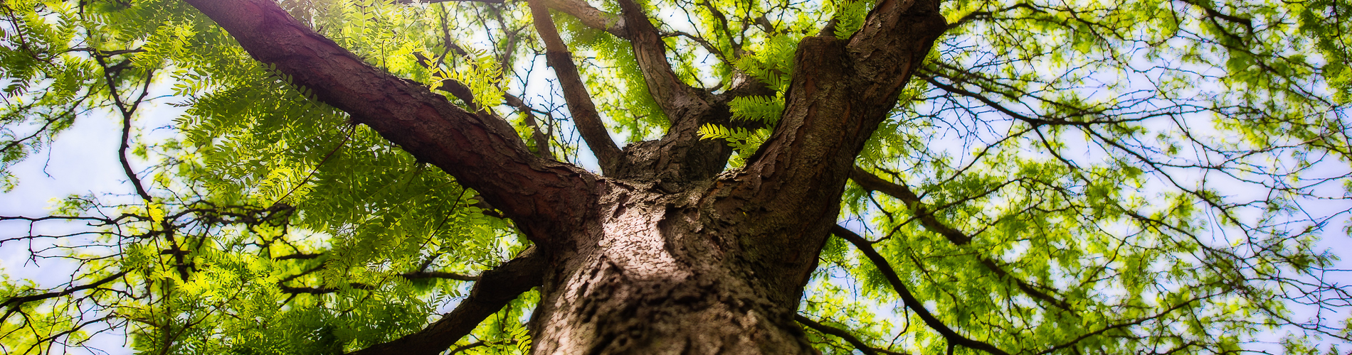 SMCO Tree Care