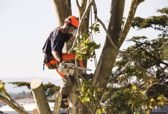 tree removal san mateo